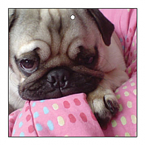 Small Square Pets Photo Favor Tag 2x2