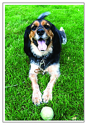 Rectangle Pets Photo Labels 1.875x2.75