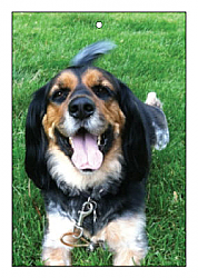 Rectangle Pets Photo Favor Tag 1.875x2.75