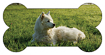 Bone Pets Photo Labels 4x2