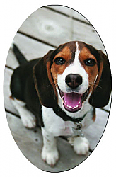 Vertical Oval Pets Photo Labels 2.25x3.5